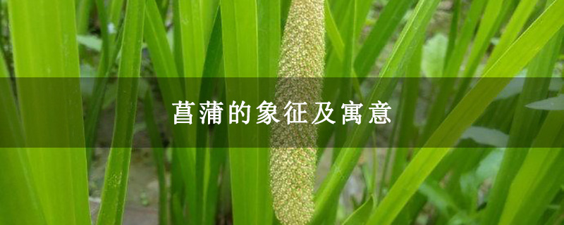菖蒲的象征及寓意