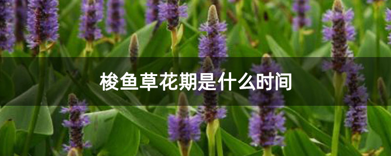 梭鱼草花期是什么时间