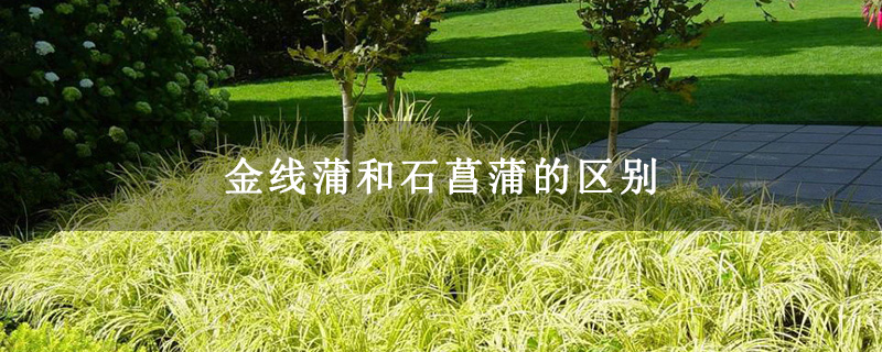 金线蒲和石菖蒲的区别