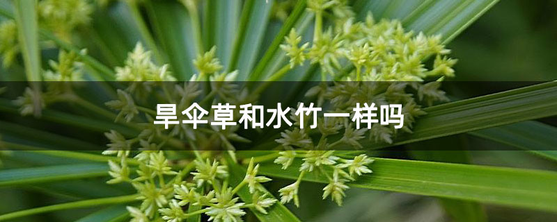 旱伞草和水竹一样吗