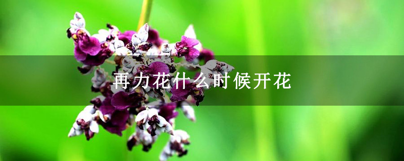 再力花什么时候开花