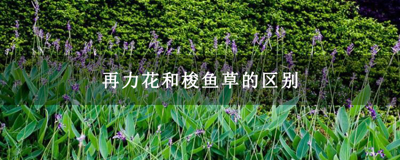 再力花和梭鱼草的区别