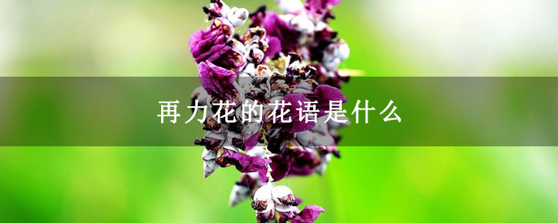 再力花的花语是什么