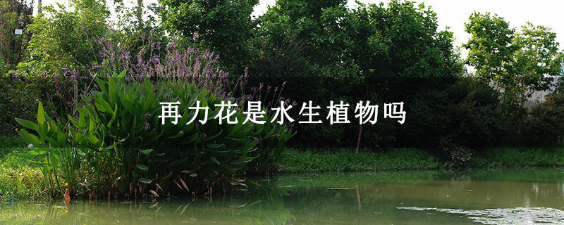 再力花是水生植物吗