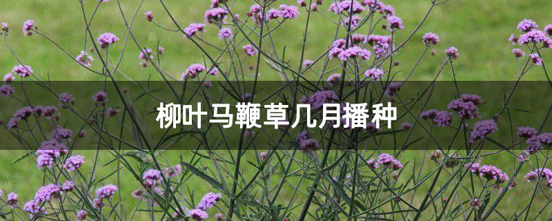 柳叶马鞭草几月播种