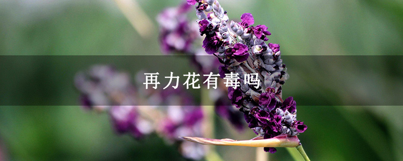 再力花有毒吗