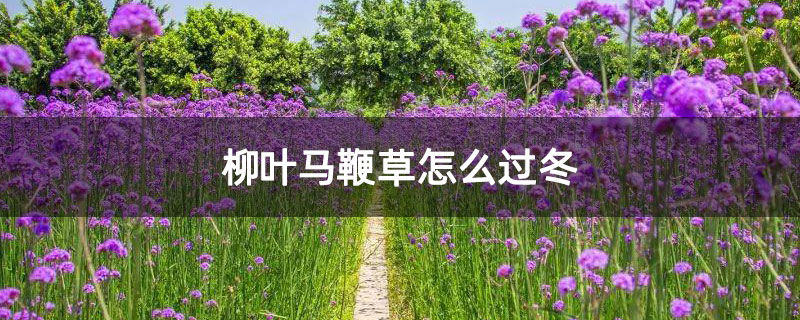 柳叶马鞭草怎么过冬
