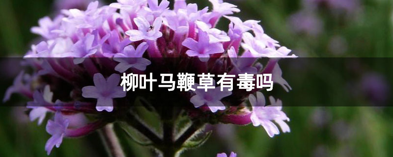 柳叶马鞭草有毒吗