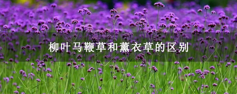 柳叶马鞭草和薰衣草的区别