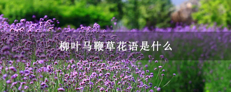 柳叶马鞭草花语是什么