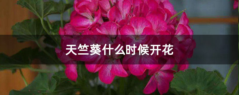 天竺葵什么时候开花 天竺葵什么时候开花