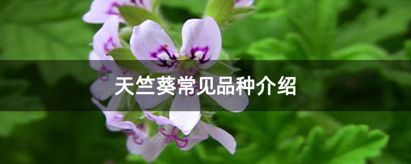 天竺葵常见品种介绍