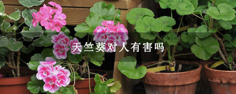 天竺葵对人有害吗