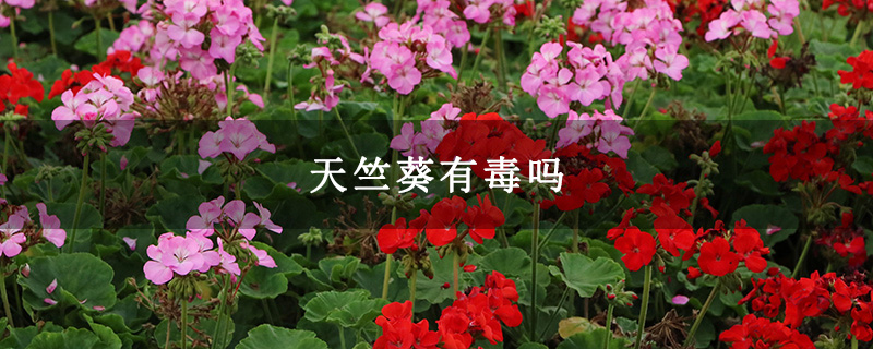 天竺葵有毒吗