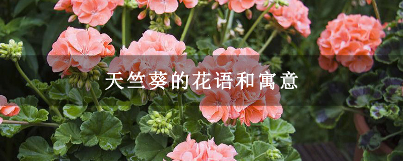 天竺葵的花语和寓意