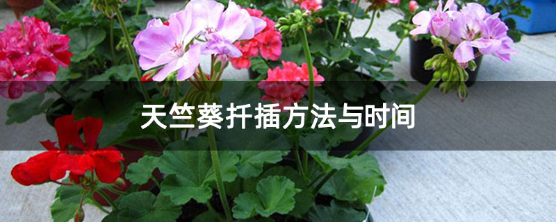 天竺葵扦插方法与时间