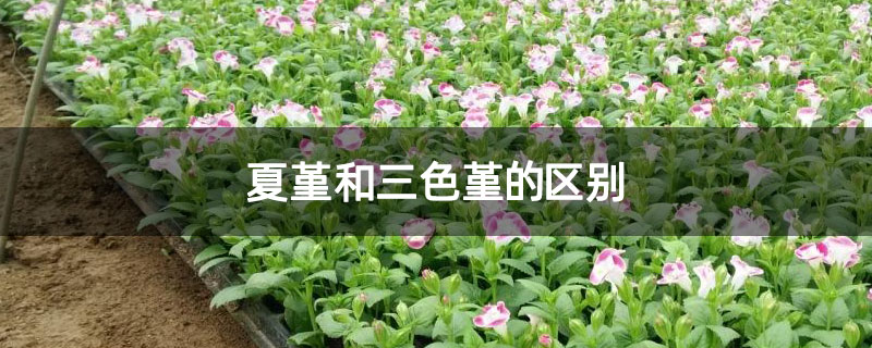 夏堇和三色堇的区别 夏堇和三色堇的区别