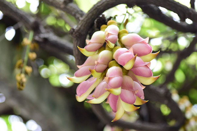 禾雀花的花语是什么?禾雀花的寓意和象征