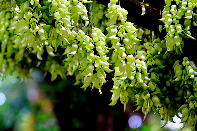禾雀花