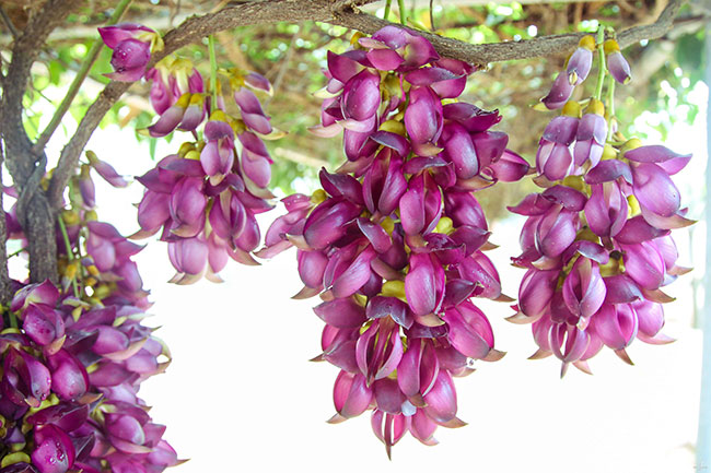 禾雀花
