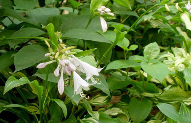 玉簪花的花语是什么?玉簪花的寓意和象征