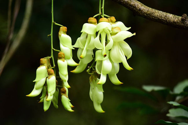禾雀花