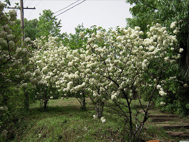 木绣球的花语是什么?木绣球的寓意和象征
