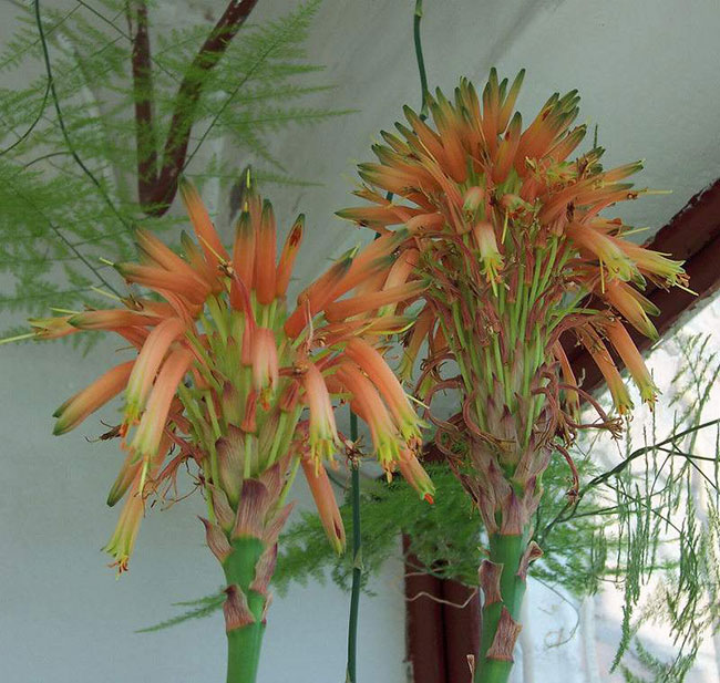 芦荟开花