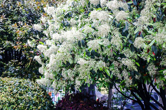 石楠的花语
