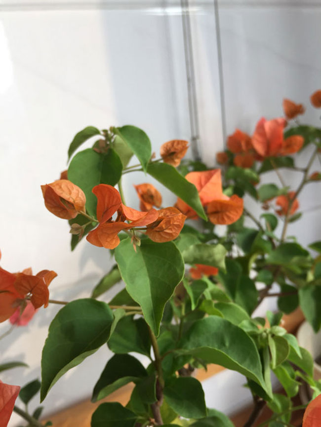 三角梅的花语是什么?三角梅的寓意和象征pg