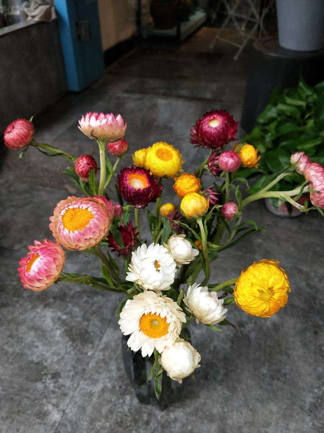麦秆菊的花语是什么?麦秆菊的寓意和象征