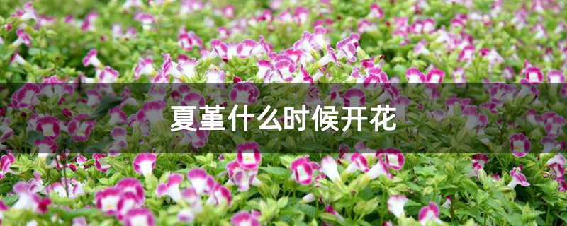 夏堇什么时候开花