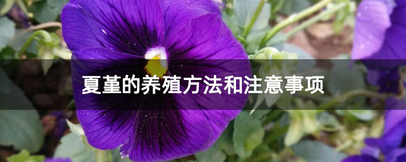 夏堇的养殖方法和注意事项