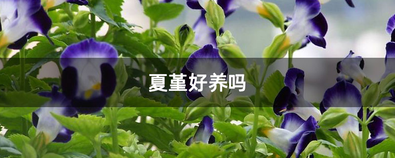 夏堇好养吗