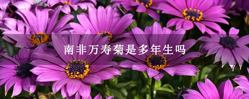 南非万寿菊是多年生吗