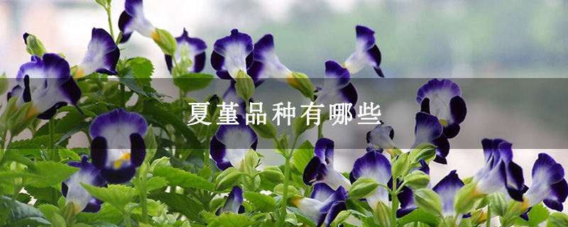 夏堇品种有哪些