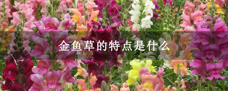 金鱼草的特点是什么