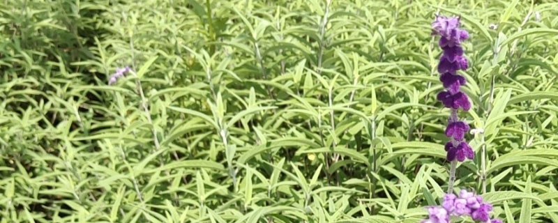 紫绒鼠尾草花期是几月份