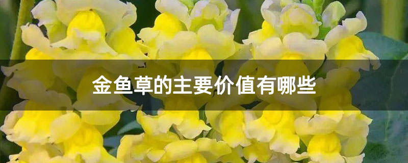 金鱼草的主要价值有哪些