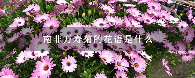 南非万寿菊的花语是什么