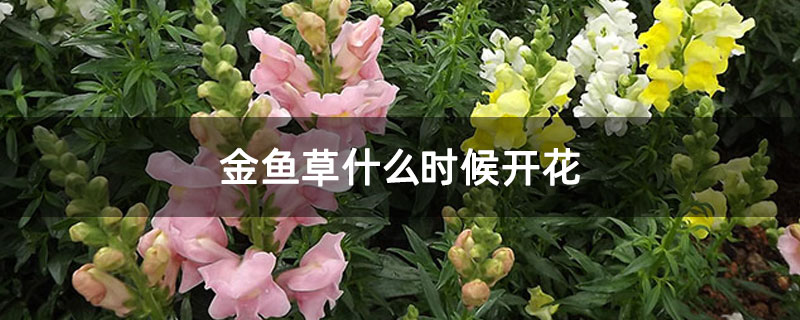 金鱼草什么时候开花