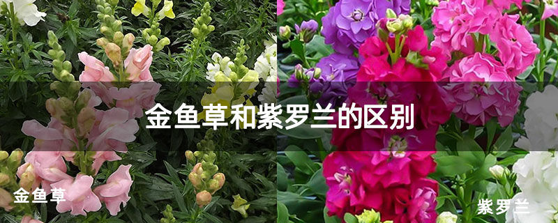 金鱼草和紫罗兰的区别