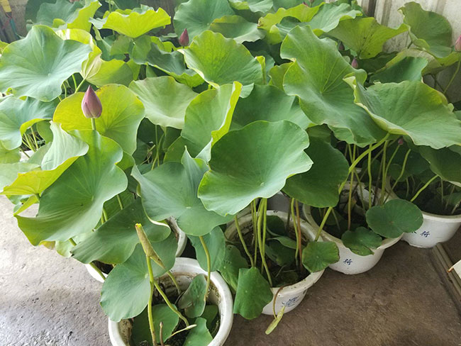 荷花象征意义是什么?