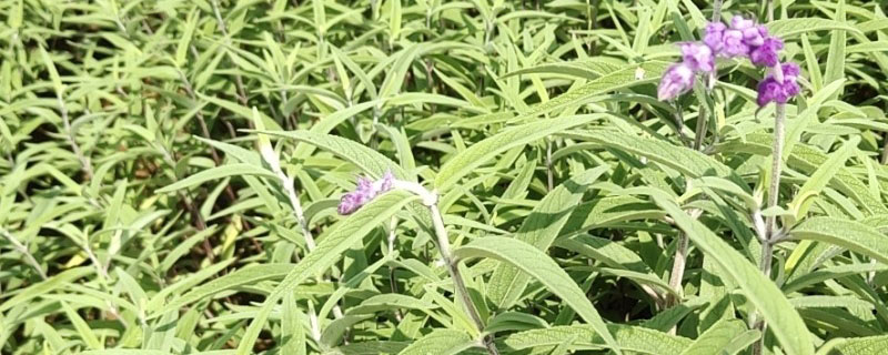紫绒鼠尾草有毒吗 紫绒鼠尾草有毒吗