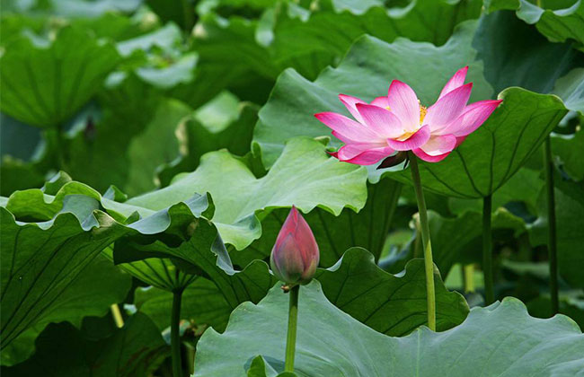 荷花象征意义是什么?