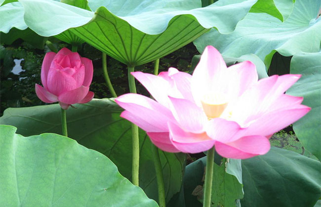 莲花的象征意义是什么?