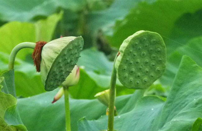荷花象征意义是什么?