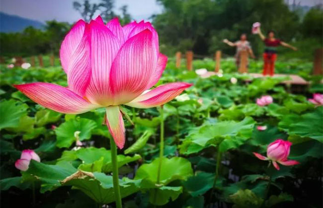 荷花象征意义是什么?