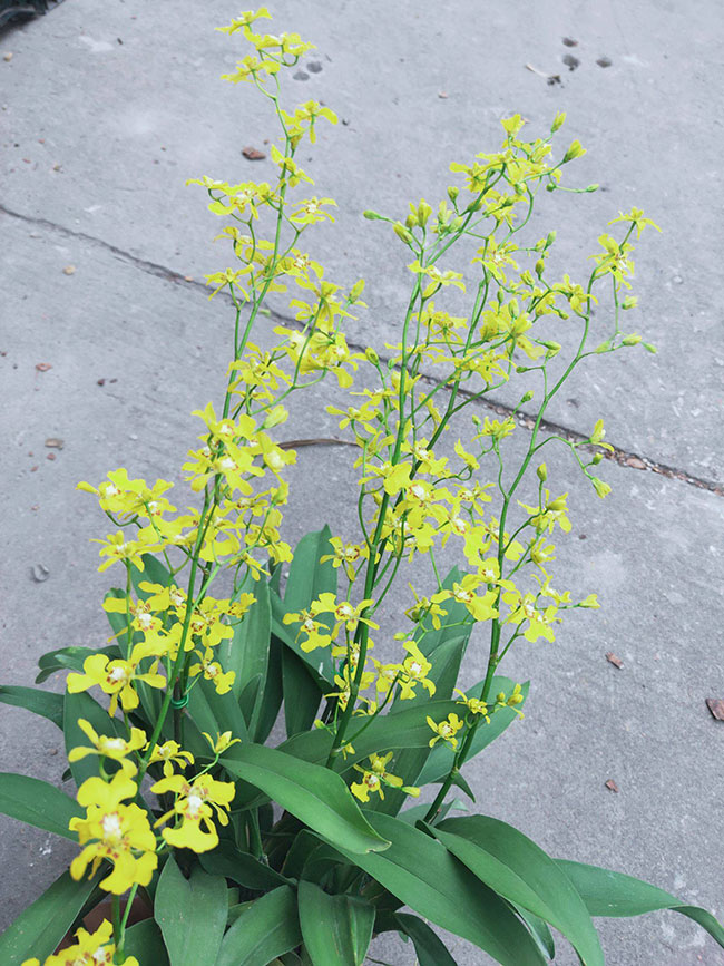 兰花的象征意义是什么?