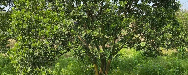 苹果柚树苗价格多少钱一棵 苹果柚树苗价格多少钱一棵